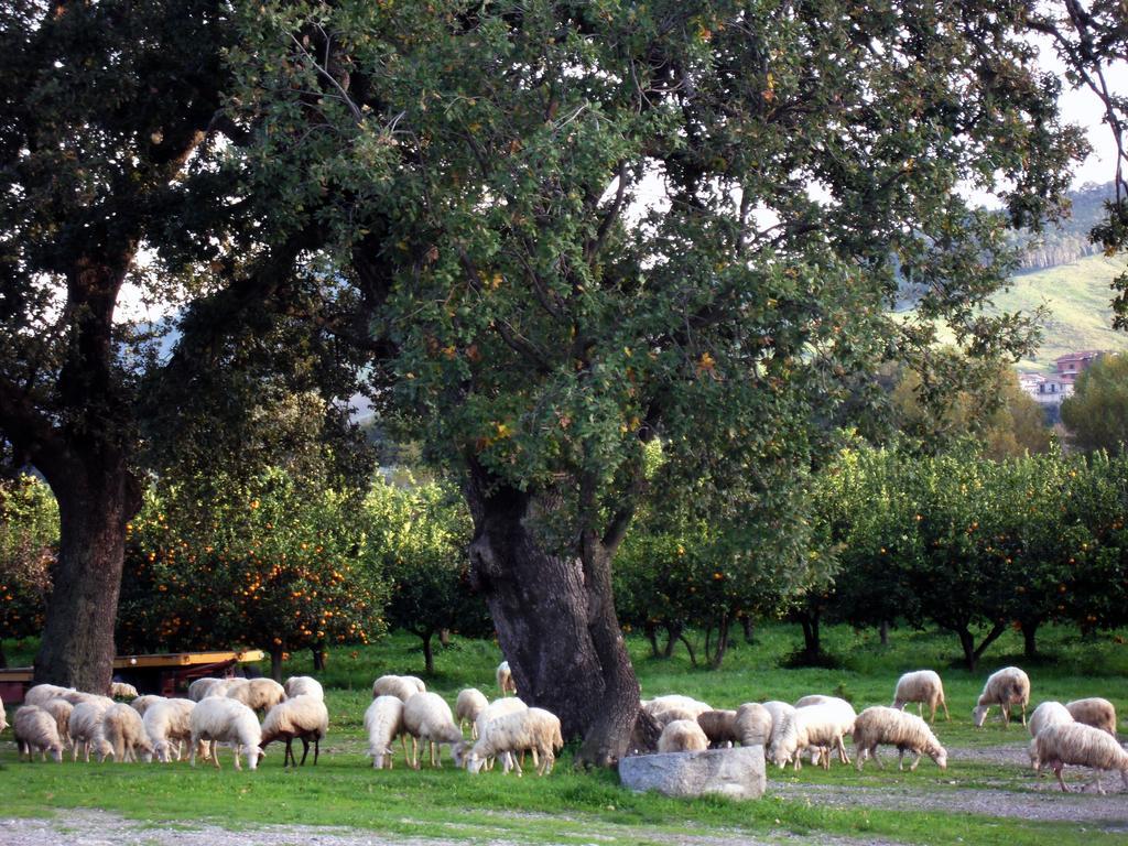 Barone Gr Macri Agriturismo Modi Gerace Luaran gambar